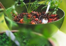 Veggie Protein – Wertvolle, pflanzliche Eiweißquellen